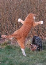 Orange_cat_about_to_do_some_Kung_Fu_on_tabby_cat[1].jpg