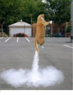 rocket_cat-1[1].jpg