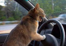 Cat_DrivesBeepsHornMO[1].jpg