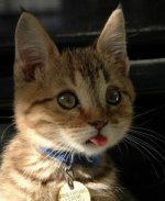 aww%20cute%20kitty%20with%20tongue[1].jpg