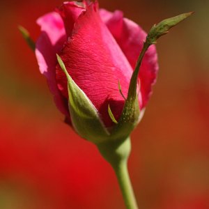 Rose from Duke Gardens