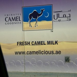 camel milk