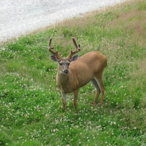resident deer