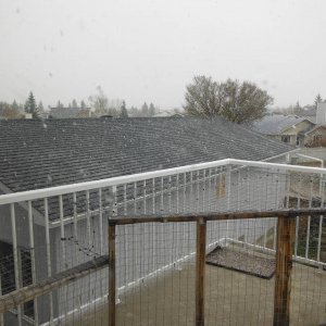 Snow_0011