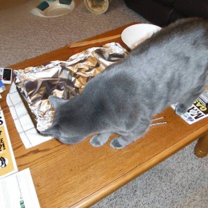 Bad_kitties_001