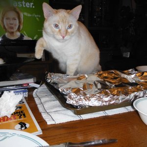Bad_kitties_007