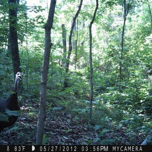 creek_2_004