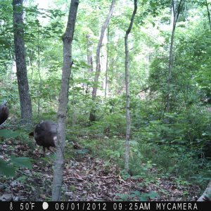 creek_060612_005