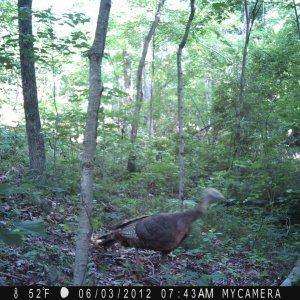 creek_060612_012