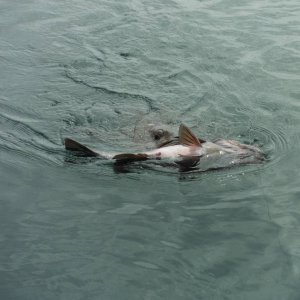 Fishing_trip_123