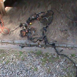 Old 79 Harness