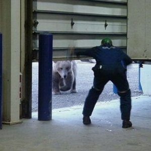 polar_bear