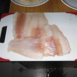 lingcod_001