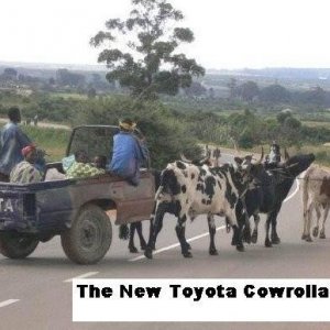 cowrolla