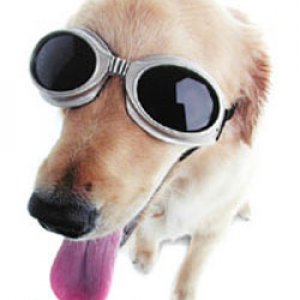 Fashionable-Doggles-sunglasses