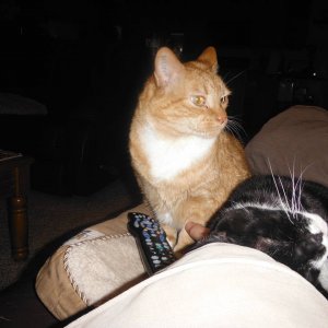 cats_0081