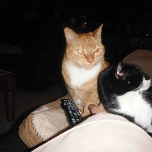 cats_0091