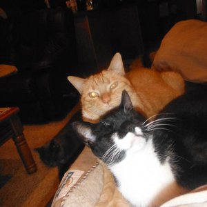 cats_017
