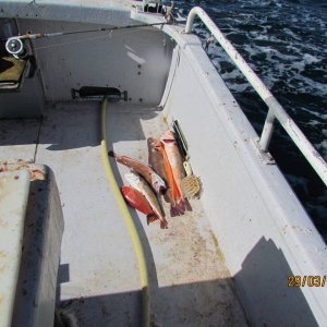 deck fish