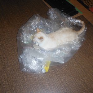 DSCF3677