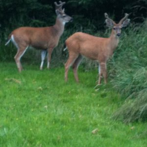 Bucks