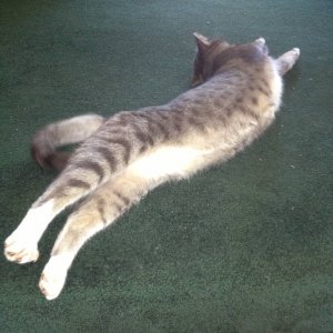 cat