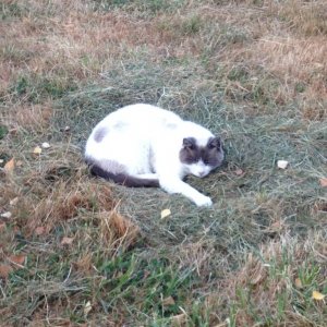 cat_2