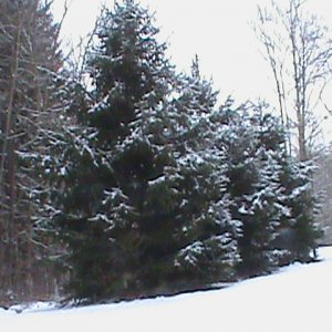 winter wonderland