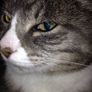 Cat1