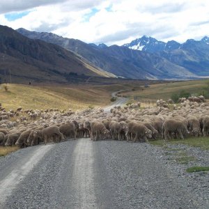 AHURIRI_RIVER_SHEEP