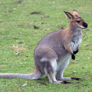 Roo