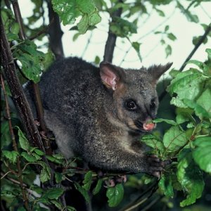 possum