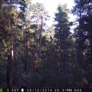 bear1