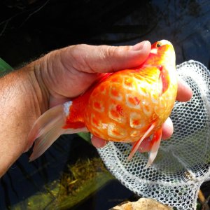 pregnant gold fish