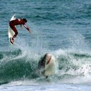 Surfer