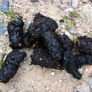 scat_berries_800x600