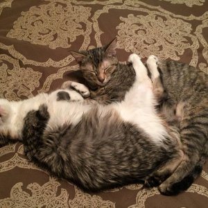 Pets