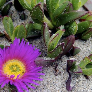 Ice_Plant_on_California_Coast