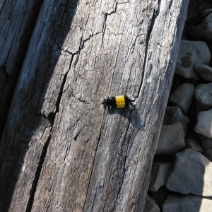 DSCF6363