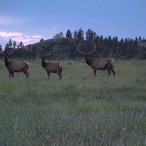 Eastern Montana Elk