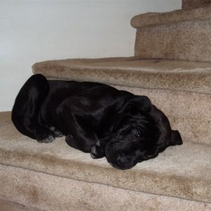 Josie_as_a_pup