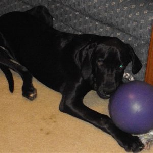Josie_s_new_toy