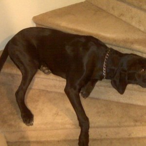 Josie_new_steps