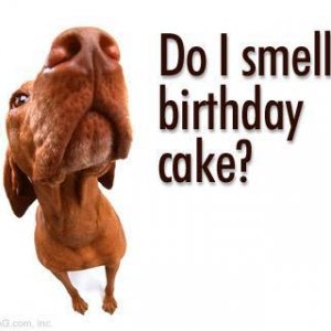 birthday_dog1