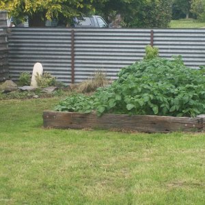spuds