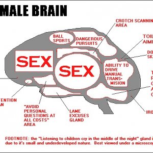 The_Male_Brain