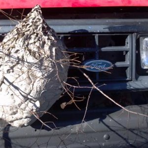 Hornet nest