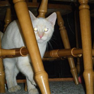Cats_006