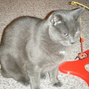 Cats_007