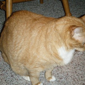 Cats_008